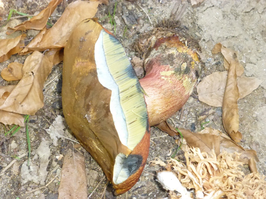 Boletus de Satanas