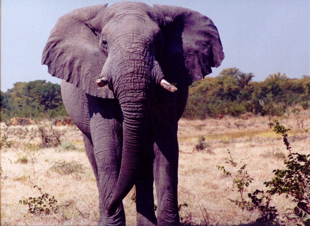 Elefante Chobe 1