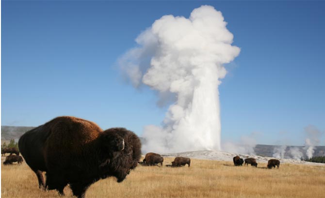 bison_and_old_faithful
